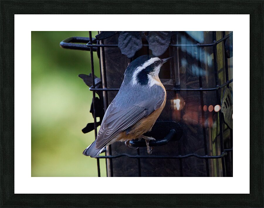 Bird Photography    Picture Frame print