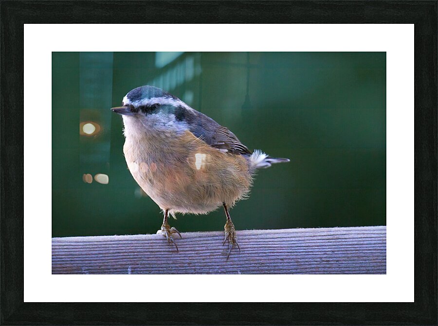 Bird Photography    Picture Frame print