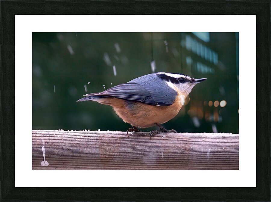 Bird Photography    Picture Frame print