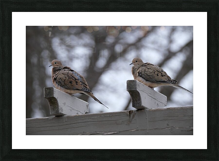 Bird Photography    Picture Frame print