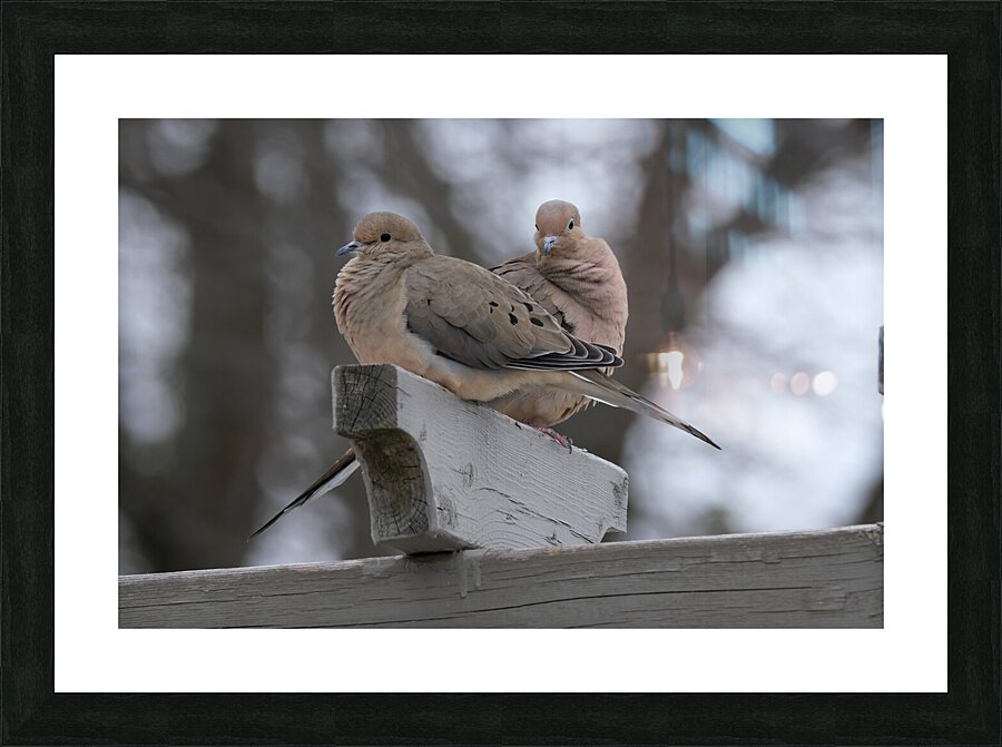 Bird Photography    Picture Frame print