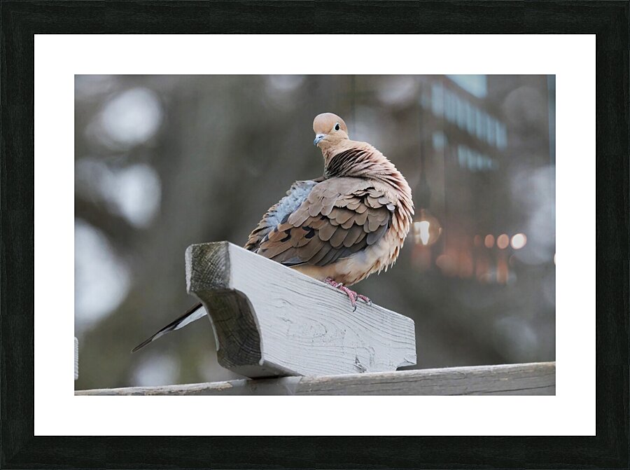 Bird Photography    Picture Frame print