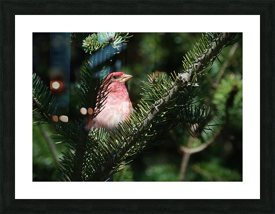 Bird Photography    Picture Frame print