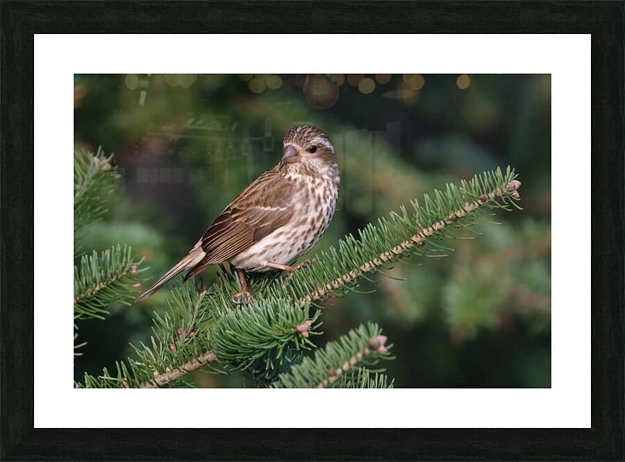 Bird Photography    Picture Frame print