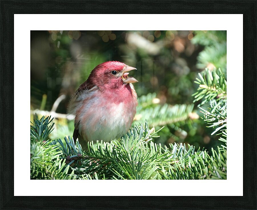 Bird Photography    Picture Frame print