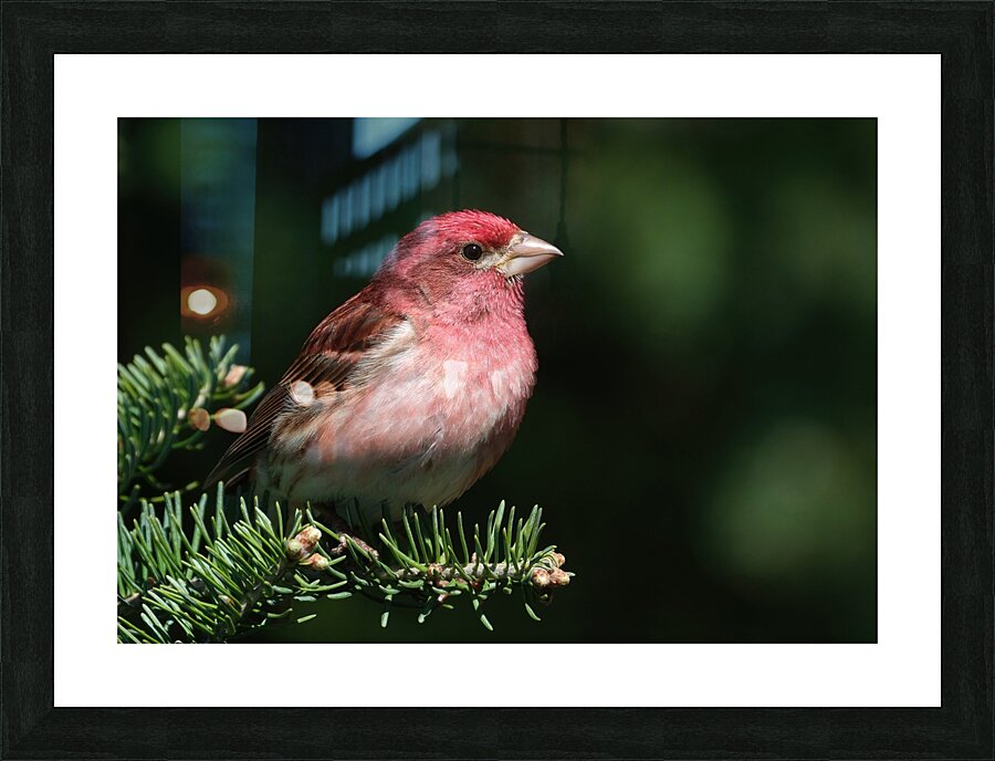 Bird Photography    Picture Frame print