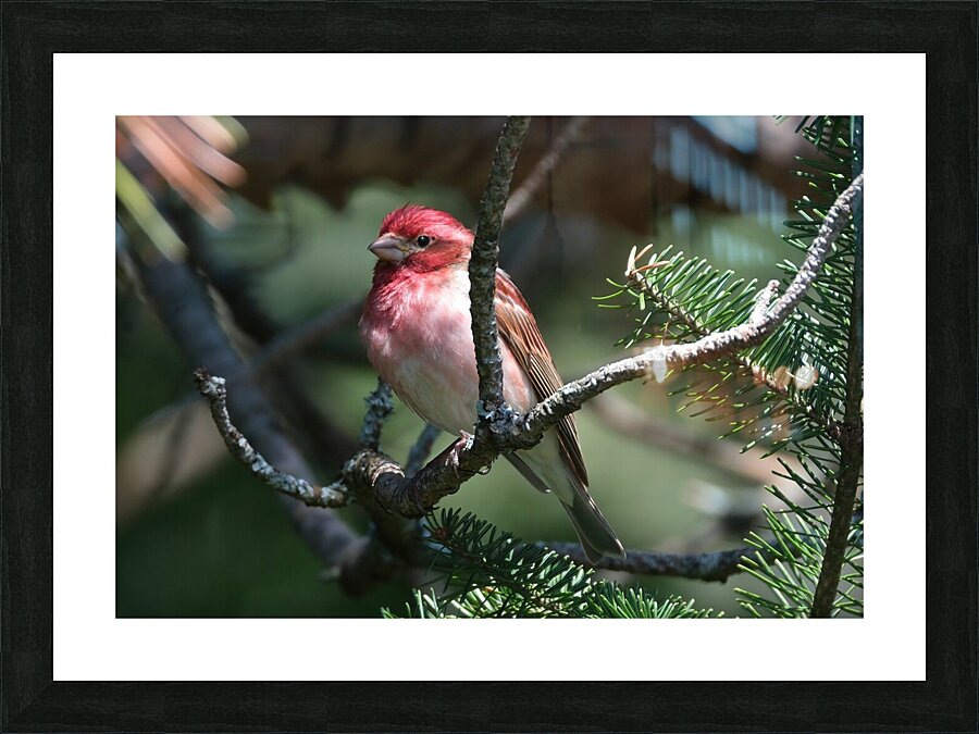 Bird Photography    Picture Frame print