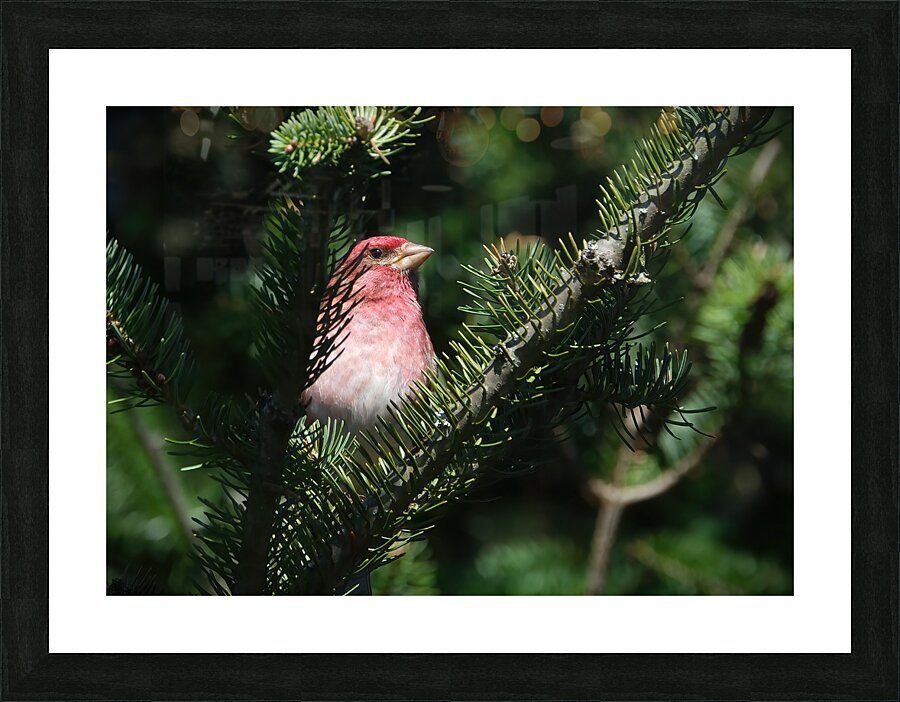 Bird Photography    Picture Frame print