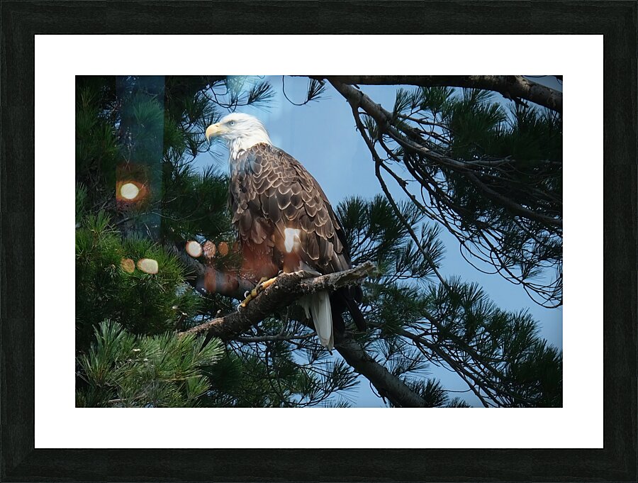 Bird Photography    Picture Frame print