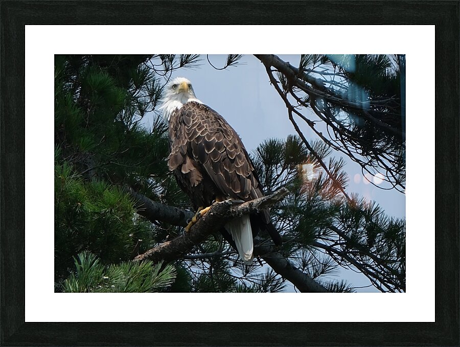 Bird Photography    Picture Frame print