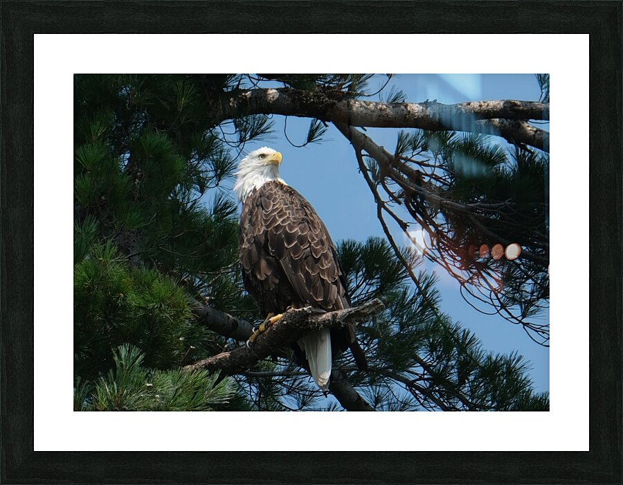 Bird Photography    Picture Frame print