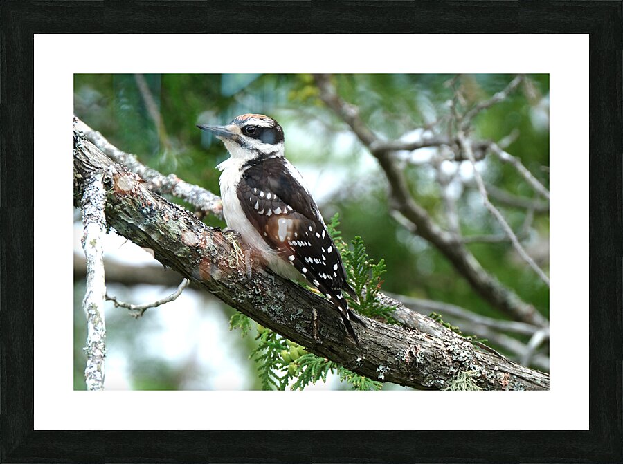 Bird Photography    Picture Frame print