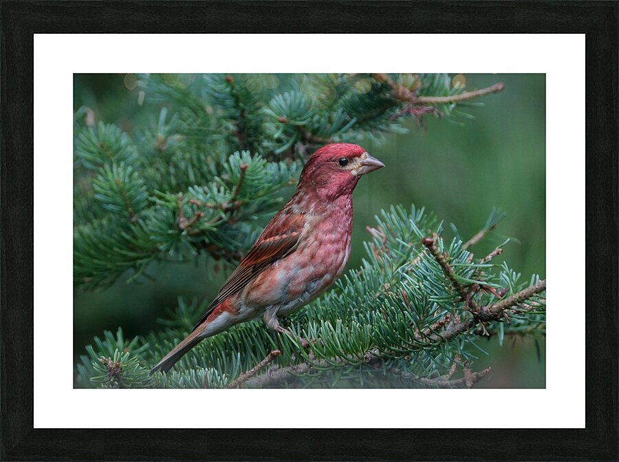 Bird Photography    Picture Frame print