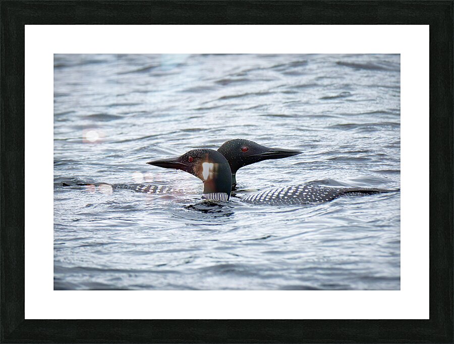 Bird Photography    Picture Frame print