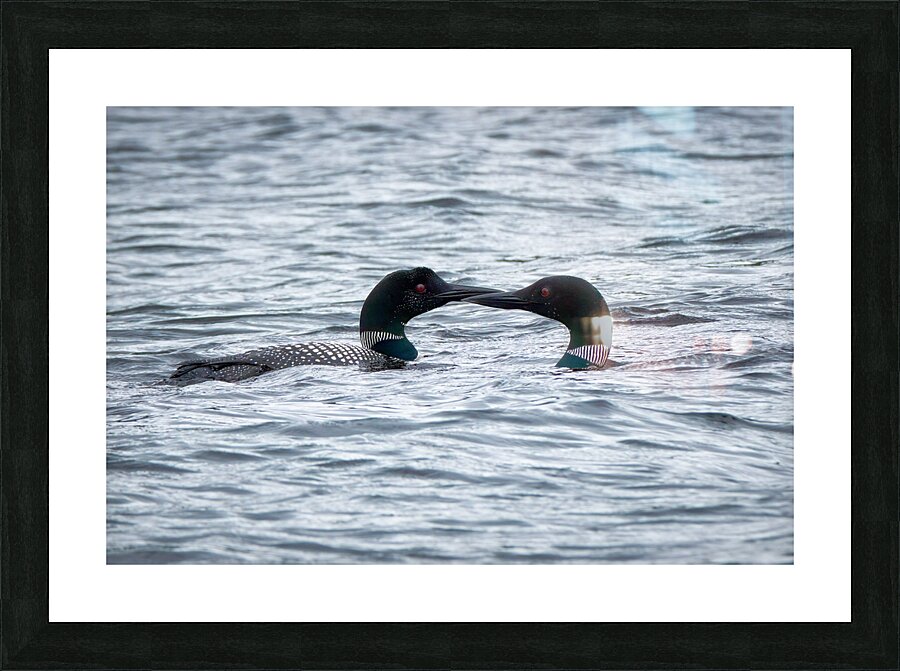 Bird Photography    Picture Frame print