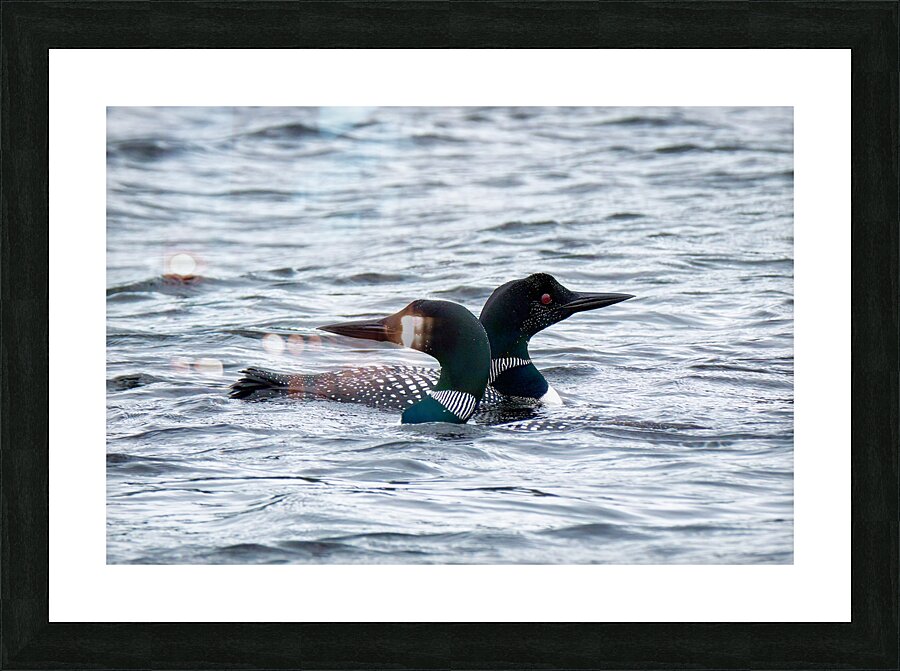 Bird Photography    Picture Frame print