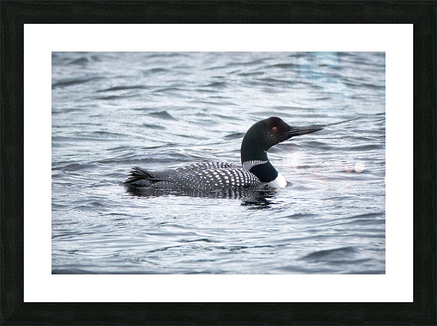 Bird Photography    Picture Frame print