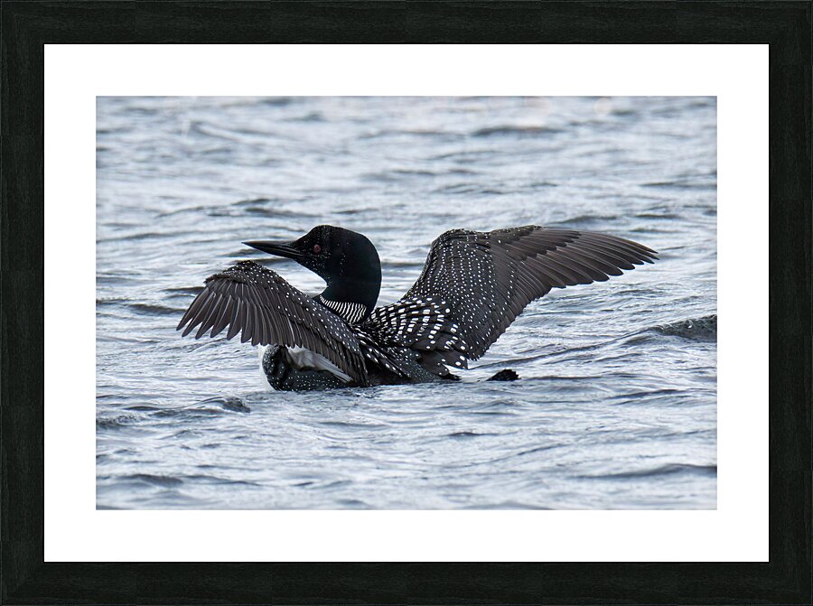 Bird Photography    Picture Frame print