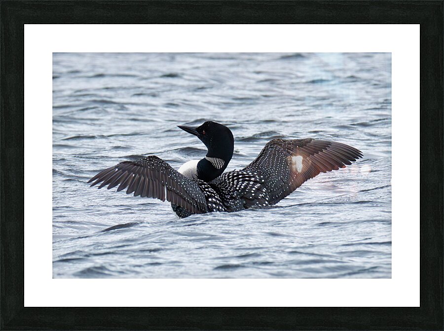 Bird Photography    Picture Frame print