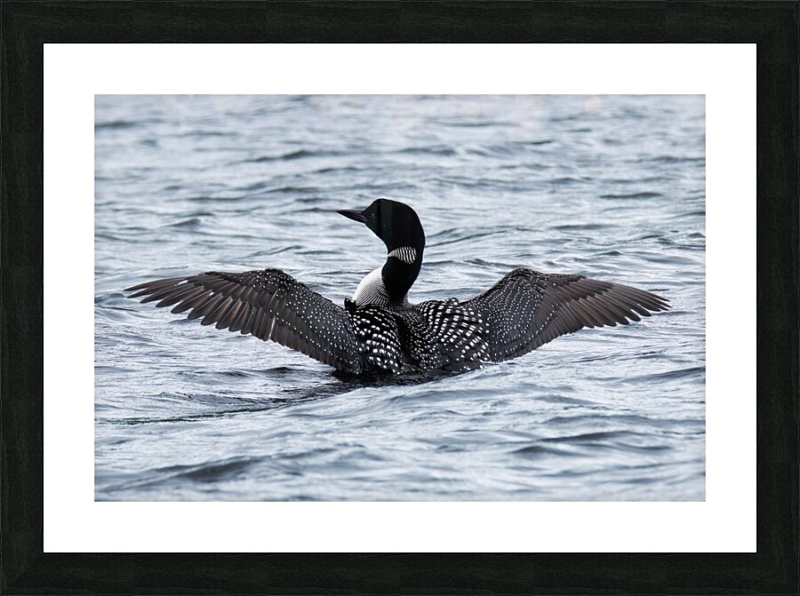 Bird Photography    Picture Frame print