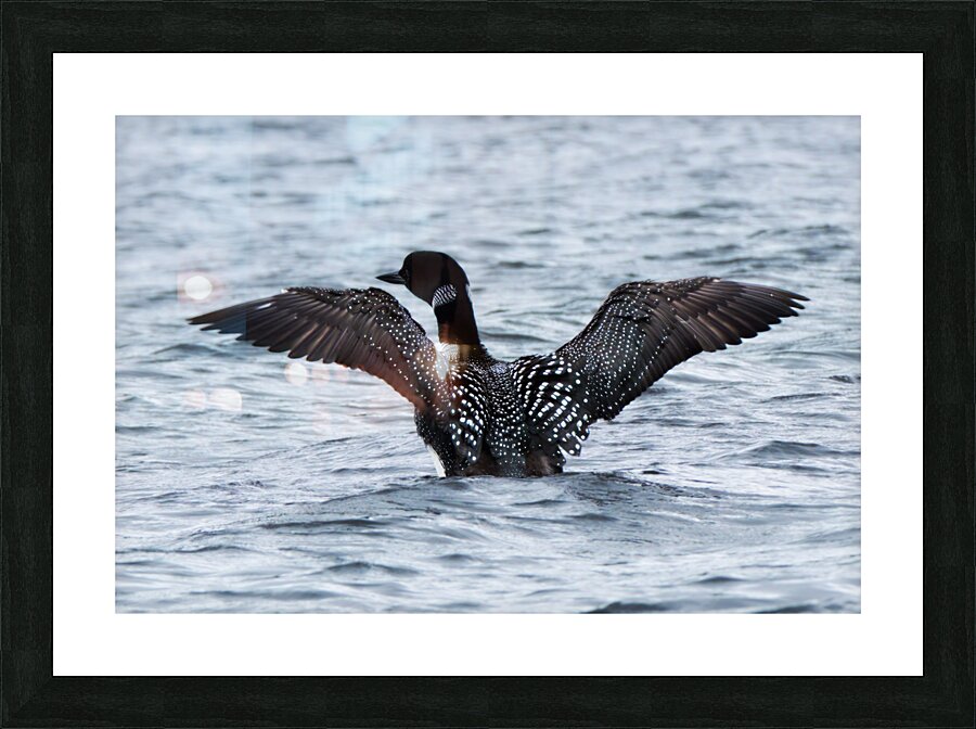 Bird Photography    Picture Frame print