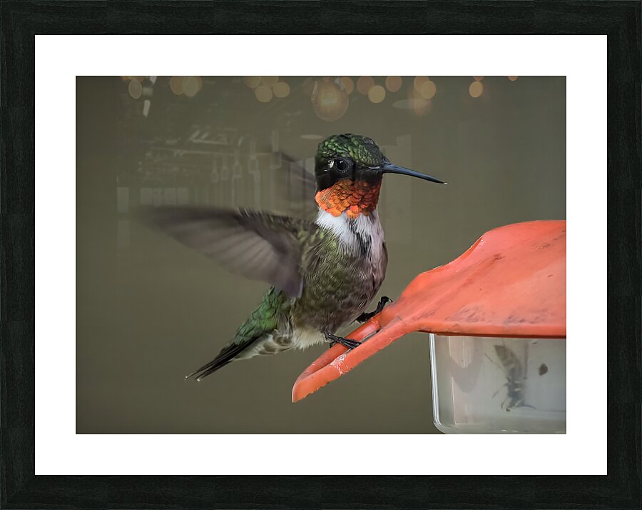 Bird Photography    Picture Frame print
