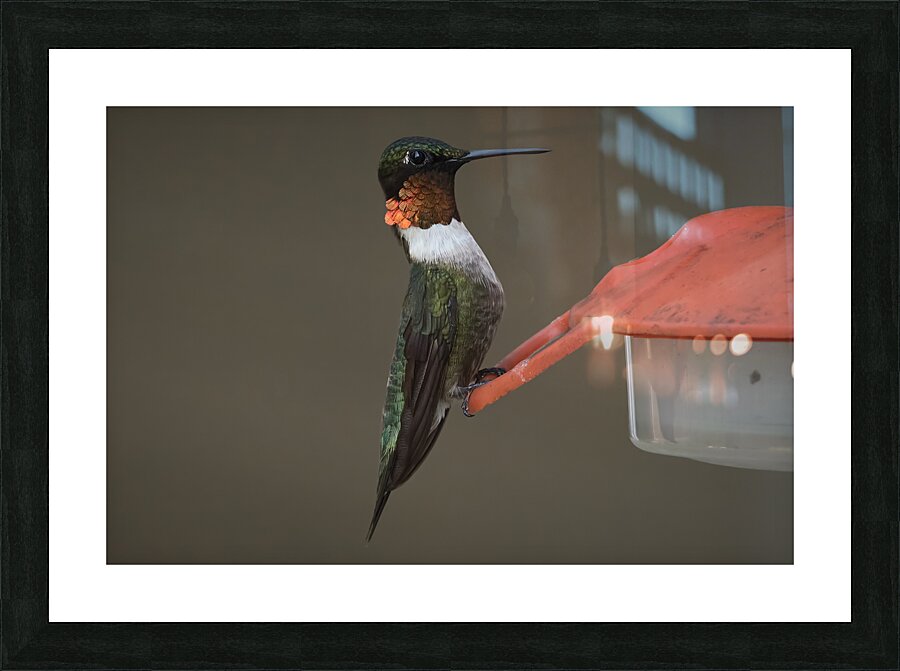 Bird Photography    Picture Frame print