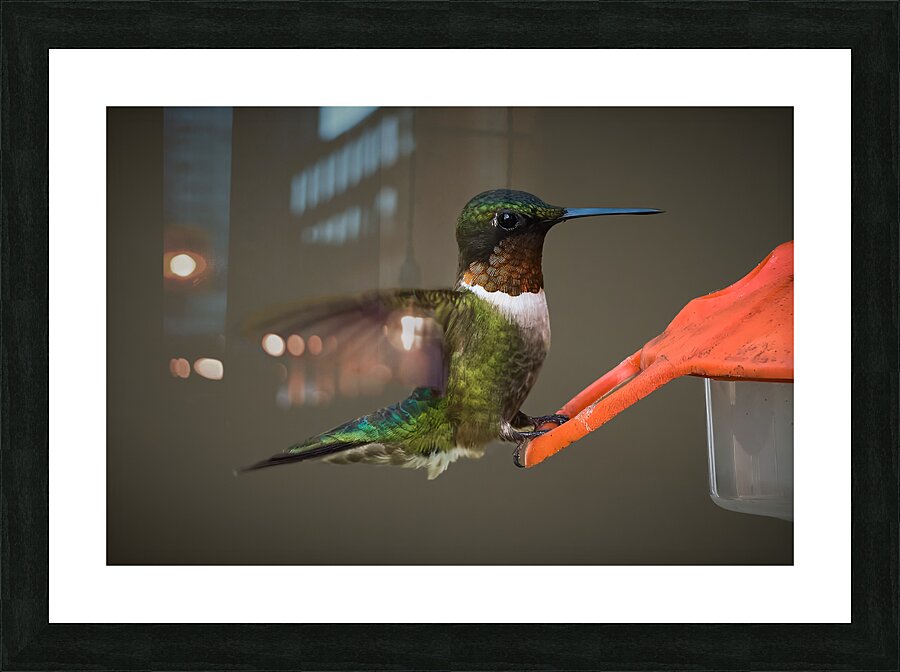 Bird Photography    Picture Frame print