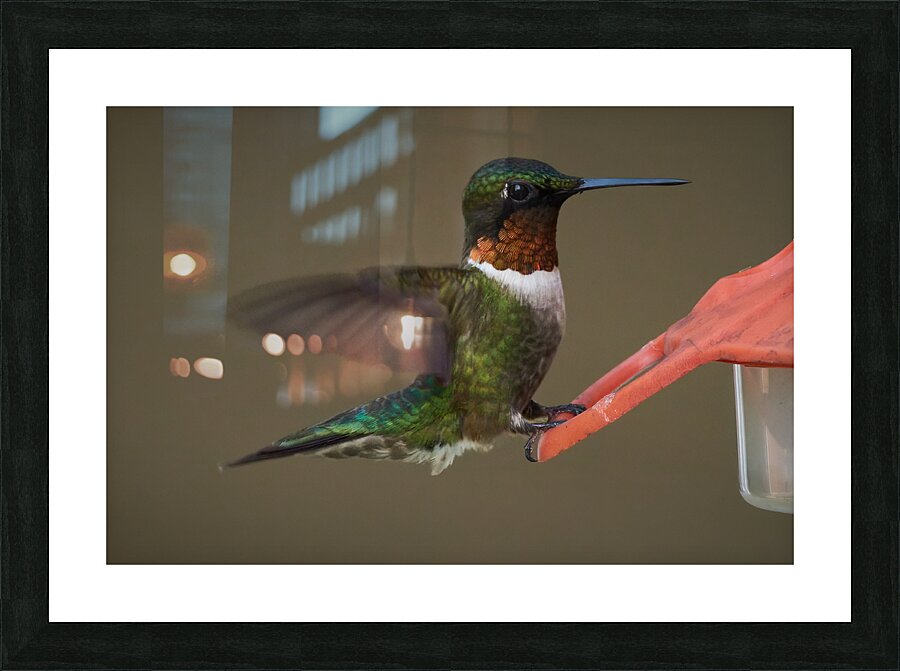 Bird Photography    Picture Frame print