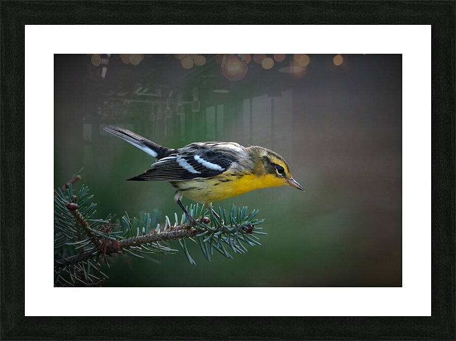 Bird Photography    Picture Frame print