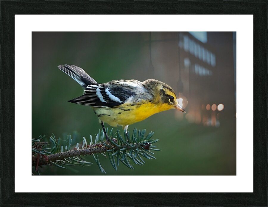 Bird Photography    Picture Frame print