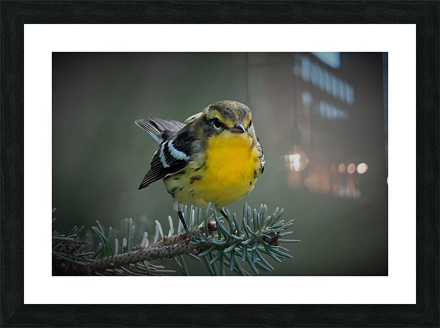 Bird Photography    Picture Frame print