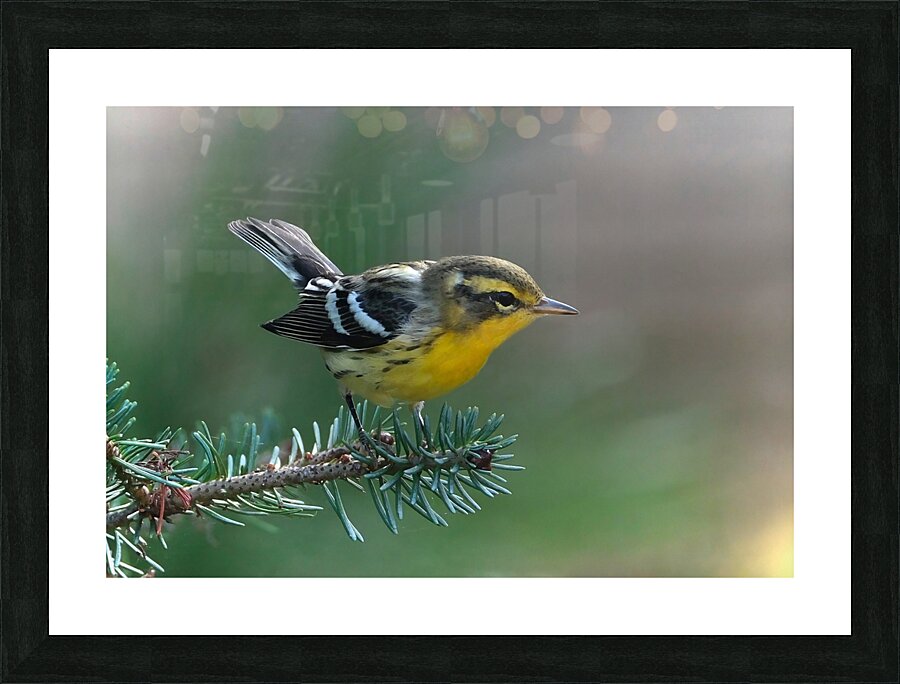 Bird Photography    Picture Frame print