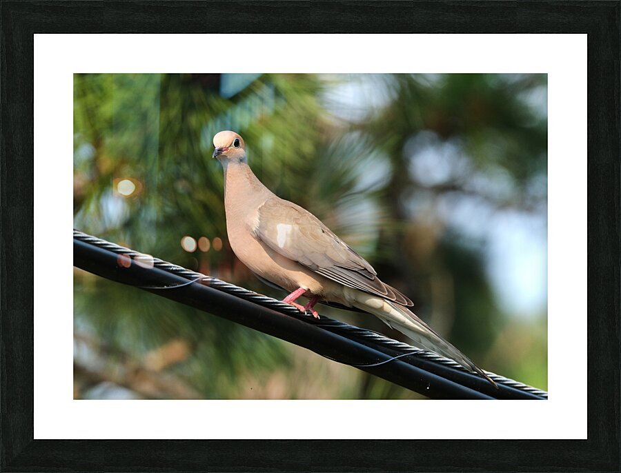 Bird Photography    Picture Frame print