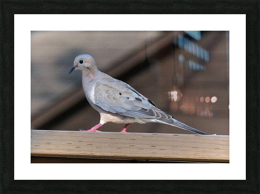 Bird Photography    Picture Frame print