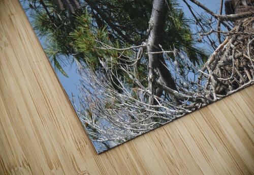 Bird Photography  Arnie Naiman puzzle