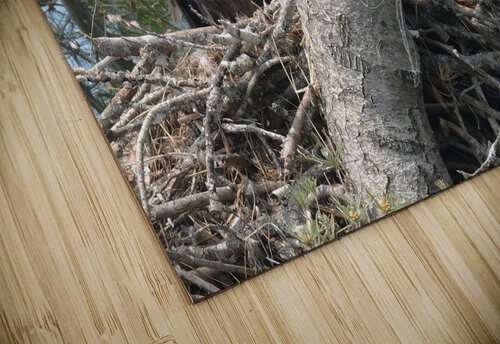 Bird Photography  Arnie Naiman puzzle