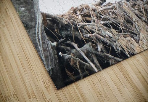 Bird Photography  Arnie Naiman puzzle