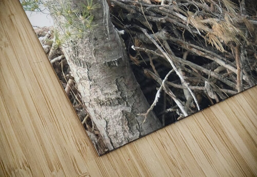 Bird Photography  Arnie Naiman puzzle