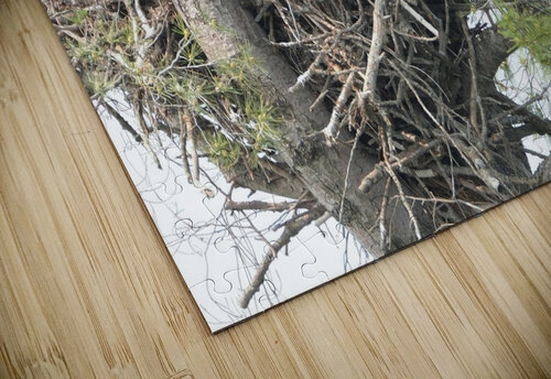Bird Photography  Arnie Naiman puzzle