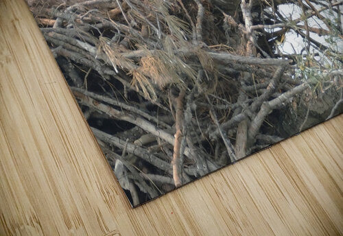 Bird Photography  Arnie Naiman puzzle