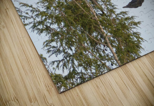 Bird Photography  Arnie Naiman puzzle