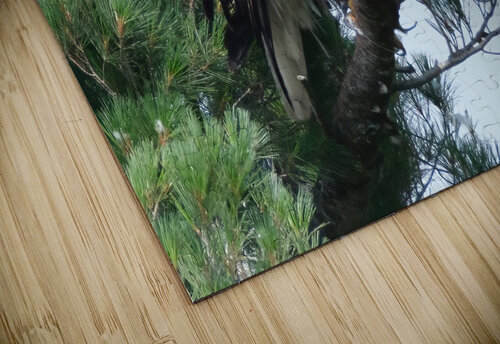 Bird Photography  Arnie Naiman puzzle