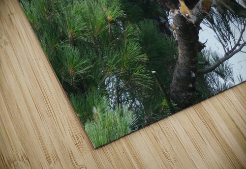 Bird Photography  Arnie Naiman puzzle