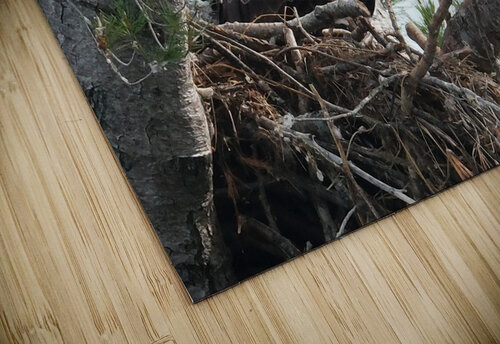 Bird Photography  Arnie Naiman puzzle
