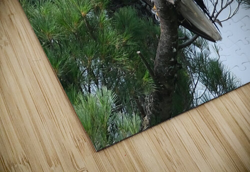 Bird Photography  Arnie Naiman puzzle