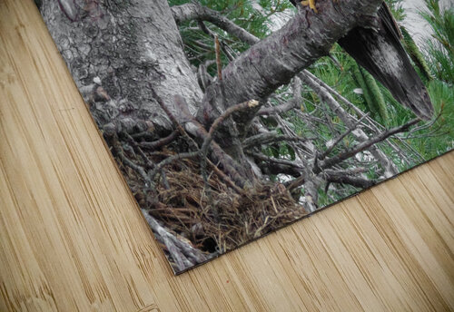 Bird Photography  Arnie Naiman puzzle
