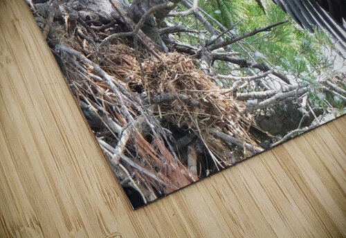 Bird Photography  Arnie Naiman puzzle