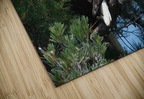 Bird Photography  Arnie Naiman puzzle