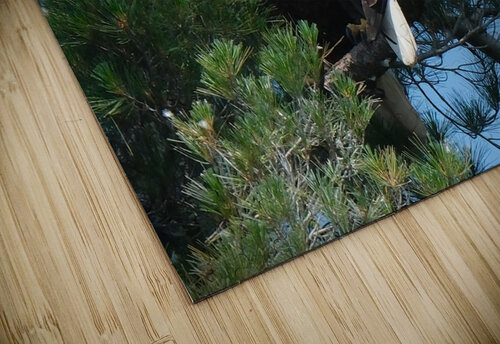 Bird Photography  Arnie Naiman puzzle